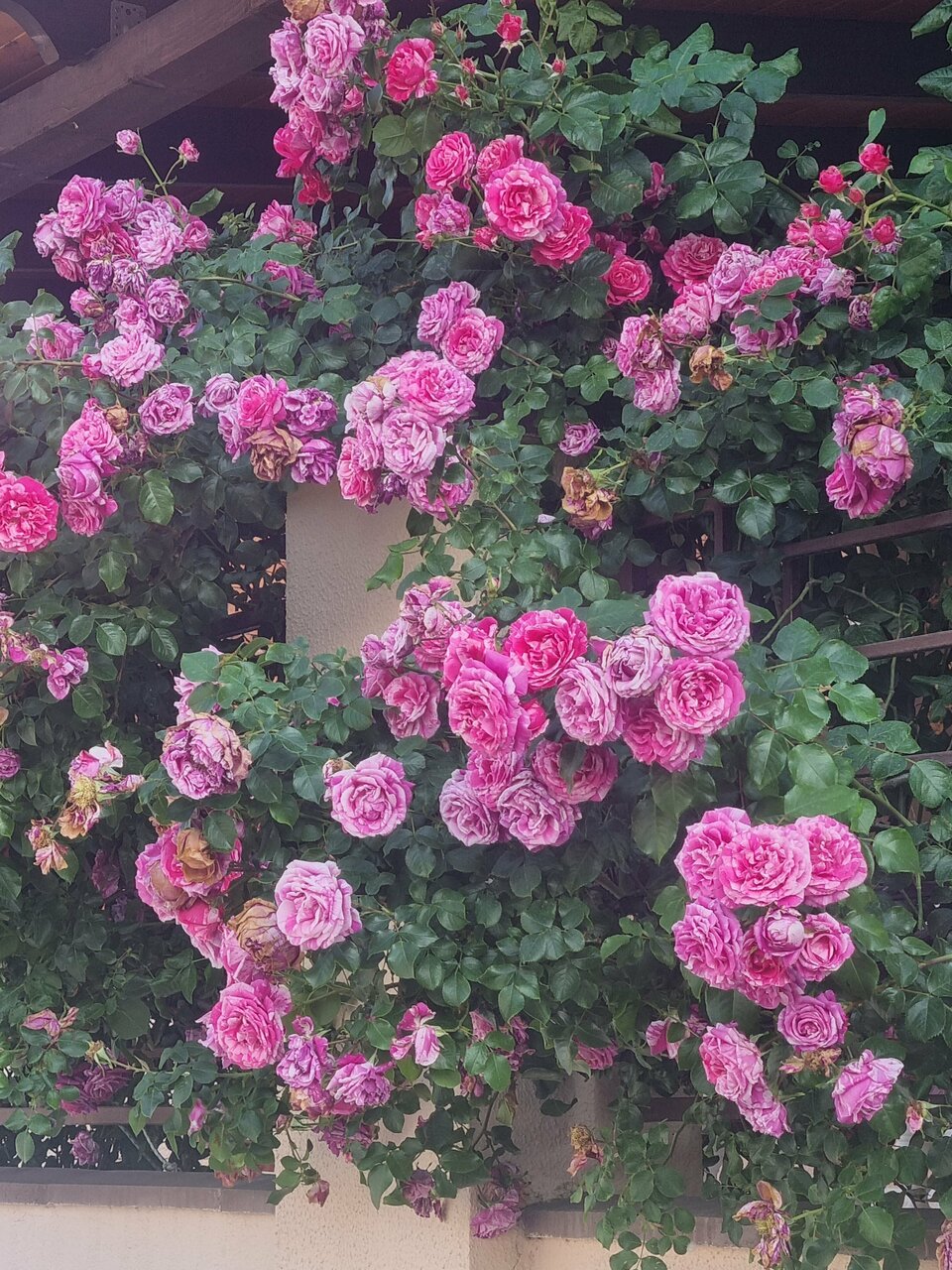 Гостиница Милена Геленджик-51